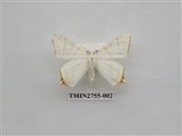 藏品(尺蛾324)的圖片